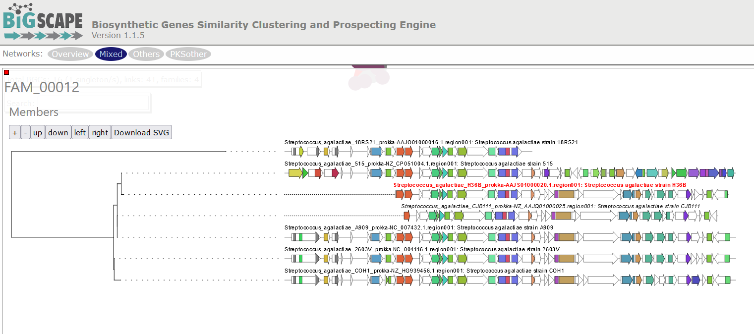 BIG-SCAPE output displaying a tree of phylogenetic distances
among the BGCs comprised in a GCF. The example shows the GCF 10, comprised by six members.
Each BGC is represented in the tree by an arrow diagram of the genes and the protein domains in the genes
corresponding to that cluster.