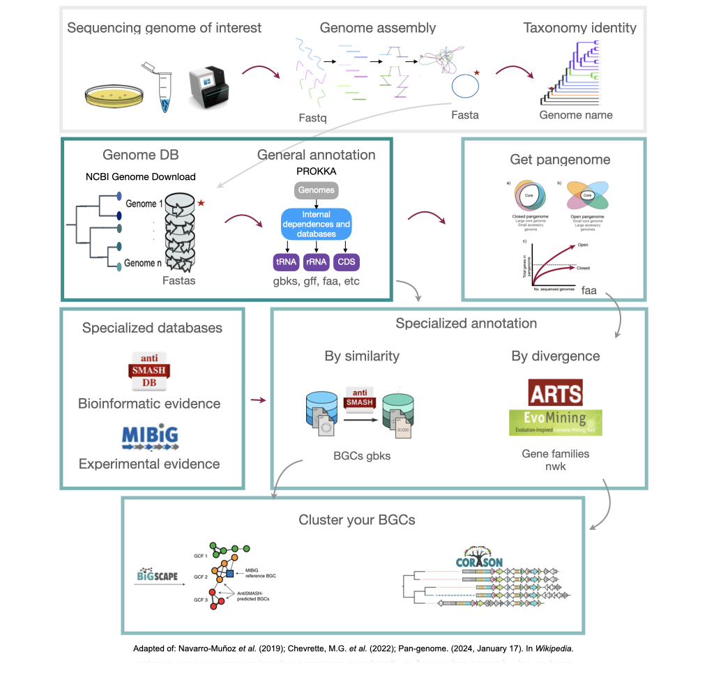 Complete pipeline of genome mining. From a single genome, this example obtains their BGC and compares them with other BGC from related genomes