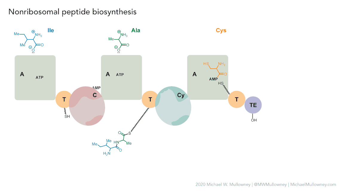 NRPS animation of fakeomycin