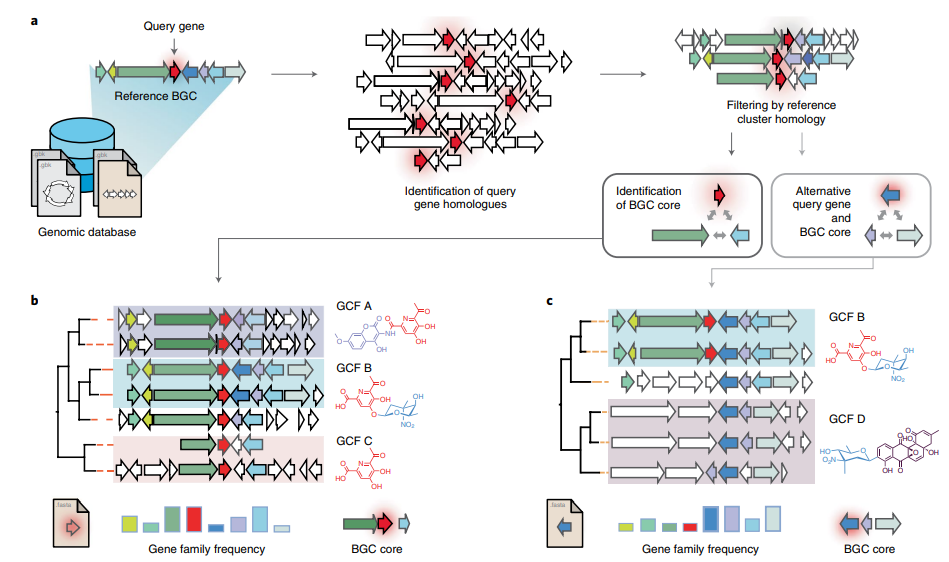 CORASON's workflow for sorting phylogenetically BGCs. Given a query gene in a reference BGC and a genomic annotated database,
CORASON firstly searches for query gene homologues, it filters out all genomic vicinities
not related to the reference BGC. Then, CORASON infers a phylogenetic tree and
calculates the frequency of occurrence for each gene family from the reference BGC.
Using the same reference BGC, if a new query gene is selected, CORASON visualizes
a new phylogeny with families containing the same molecular modifications.