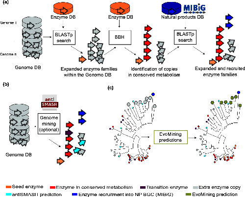 a) EvoMining expansion-and-recruitment pipeline. A group of grey stacked cylinders representing genomes in a database (DB).
Homologues and expansions of seed enzymes, represented as an orange arrow, from the enzyme DB
are searched by blastp in the genome DB.
The outcome is integrated as the expanded enzyme families (EFs) within the genome DB.
Bidirectional best hits (BBH) of seed enzymes, red arrows, are marked as conserved metabolism.
The EFs are amplified after being compared against a DB of natural products (NP) biosynthetic enzymes,
represented by a blue cylinder, to find recruitments defined as enzymes of the family that are part of a MIBiG BGC.
b) The genome DB, represented by the gray stacked cylinders, is searched as previously described.
Additionally, antiSMASH predictions, cyan arrows, can be added by the user.
antiSMASH enzyme predictions that are at the same time marked in red are defined as transition enzymes, purple arrows.
c) EvoMining phylogenetic reconstruction and visualization. On the left side, a phylogenetic reconstruction of an EF is shown.
On the right side it is shown the EvoMining tree displaying the EvoMining predictions (green),
which are those extra copies closer to enzyme recruitments into BGC (blue) than to conserved metabolic enzymes (red).
antiSMASH predicted enzymes are represented in cyan, transition enzymes in black and
extra copies that are neither antiSMASH nor EvoMining predictions are left in grey.