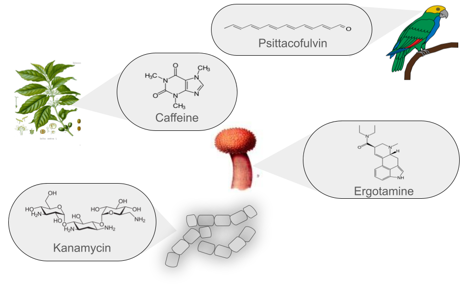 Natural products can be produced by bacteria, fungi, plants and animals